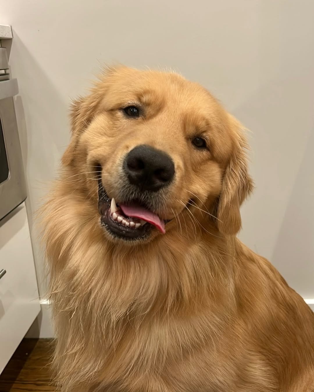 Rescue dog Buddy