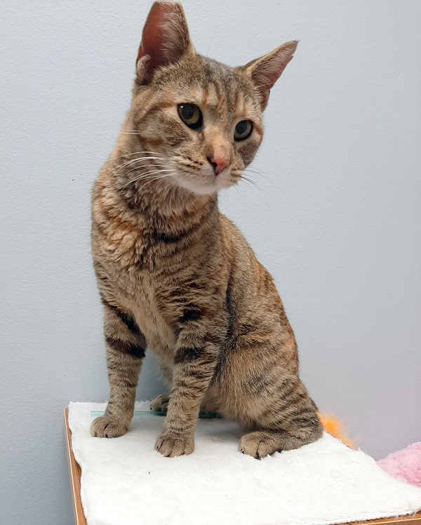 Rescue cat Luna