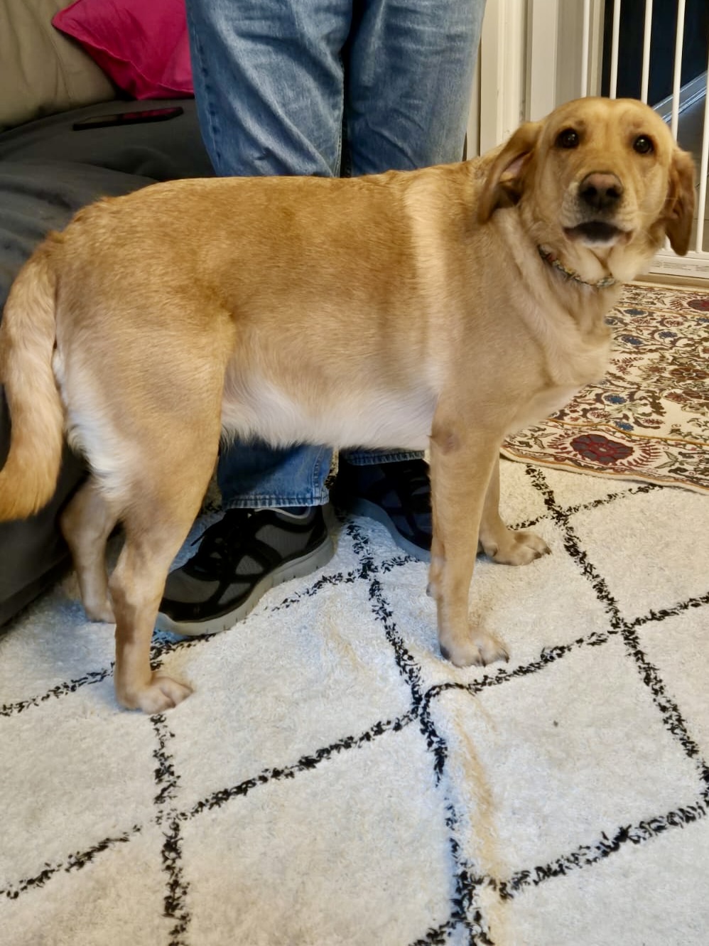 Rescue dog Max